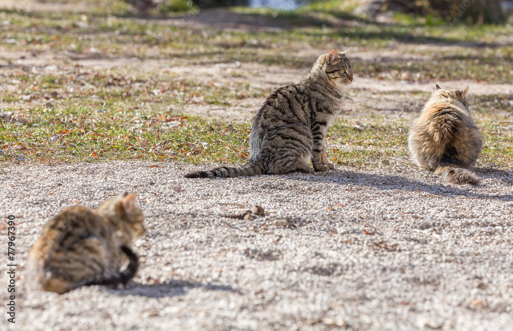 Obraz premium Grupo de Gatos en el Campo