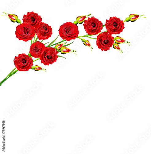 branch of flowers rose isolated on white background