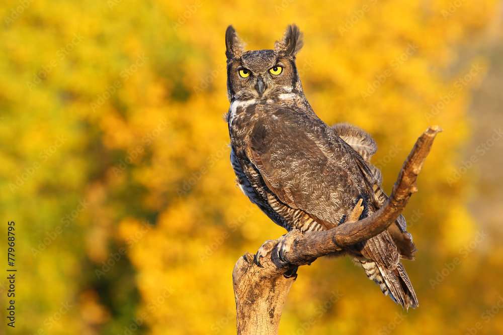 Fototapeta premium Great horned owl sitting on a stick
