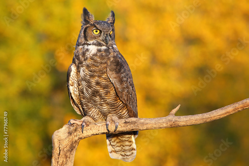 Great horned owl sitting on a stick © donyanedomam
