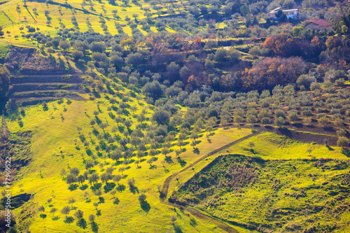 Billede på lærred Olive tree grove