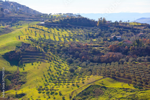 Olive tree grove