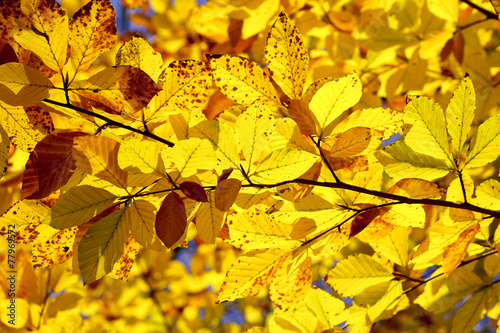 Herbst
