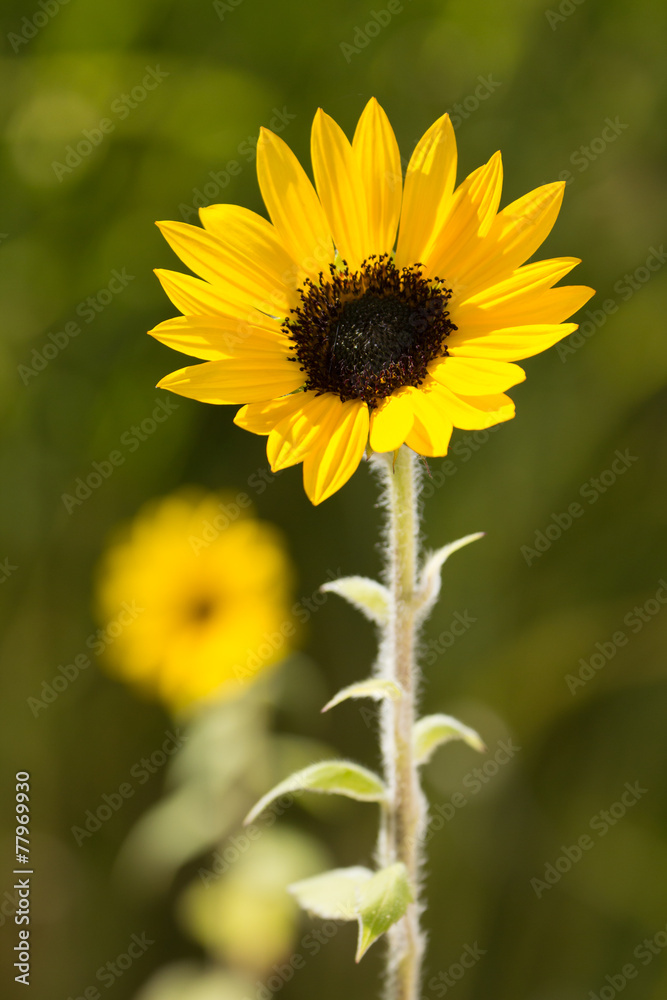 Obraz premium Sunflower