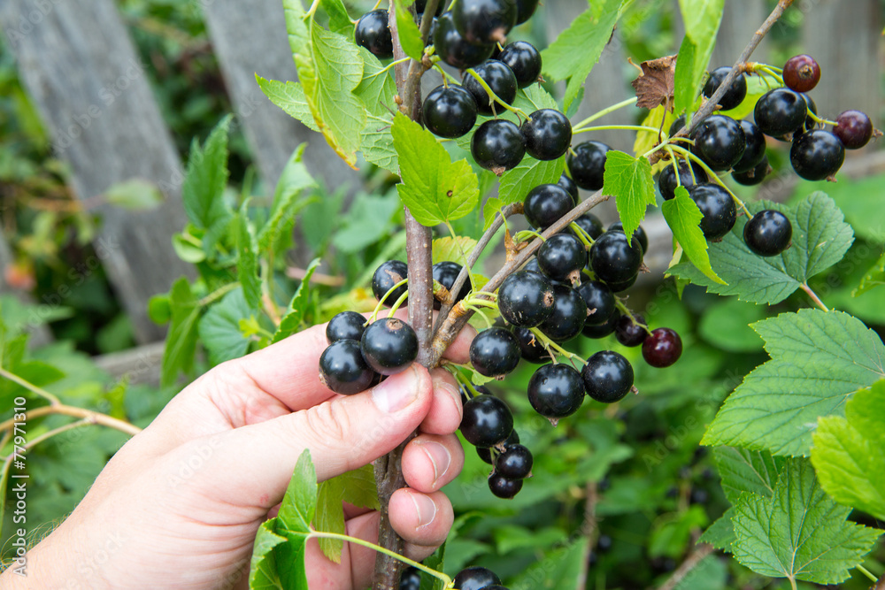 Fototapeta premium hand plucks blackcurrant
