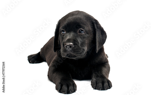 Black Labrador puppies