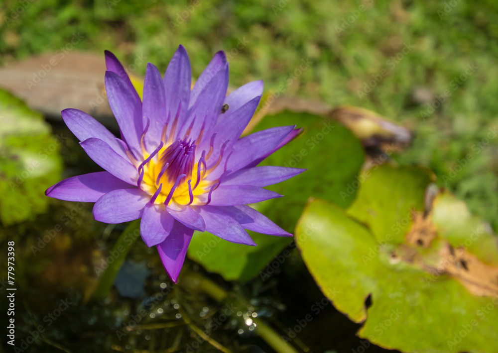 Beautiful violet lotus, close-up shot. Beautiful violet lotus, close-up shot.