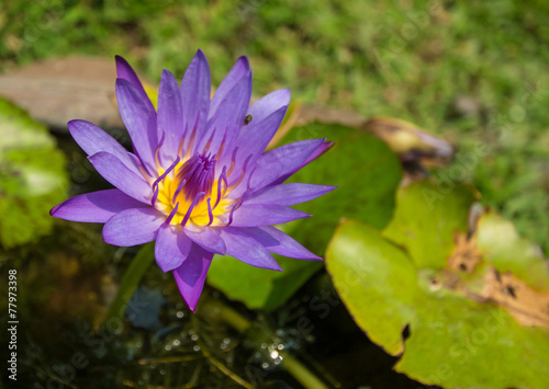 Beautiful violet lotus, close-up shot.