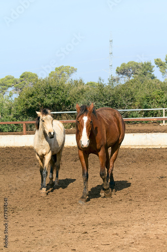 pair of beautiful horses