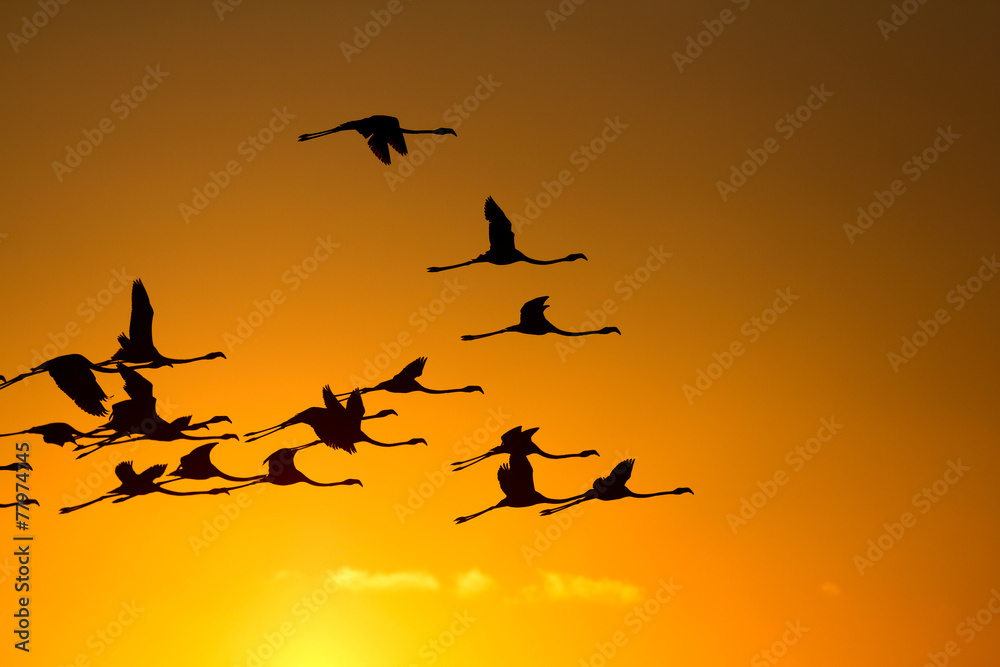 Flying flamingos at sunset