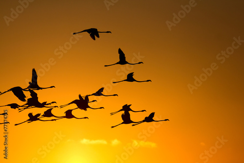 Flying flamingos at sunset