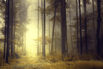 Fototapete Landschaften Fantasie orange Waldlicht  © robsonphoto