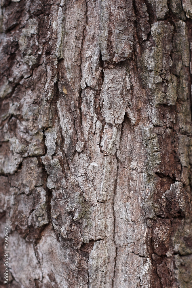 Tree bark detail, abstract background. Tree bark detail, abstract background.