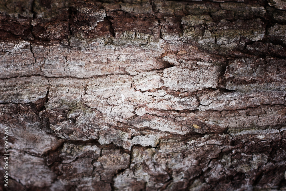 Tree bark abstract background. Retro style process. Tree bark abstract background. Retro style process.