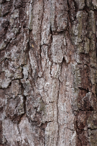 Tree bark detail, abstract background.
