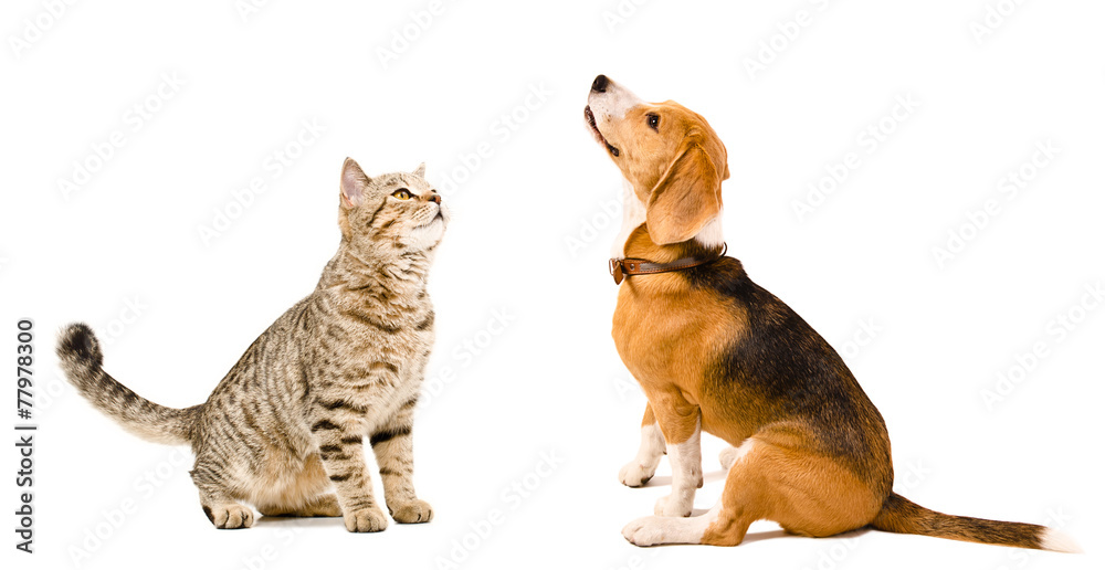 Curious cat Scottish Straight and beagle dog