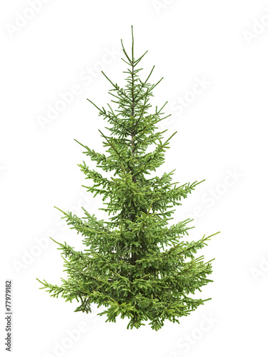 Canvastavla spruce tree isolated on white