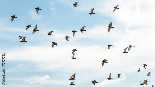 Pigeons in mid flight