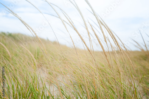 Grass blurry movement on windswept beach.