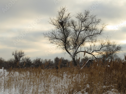 Lonely tree standing in a meadow in the winter. © kivitimof
