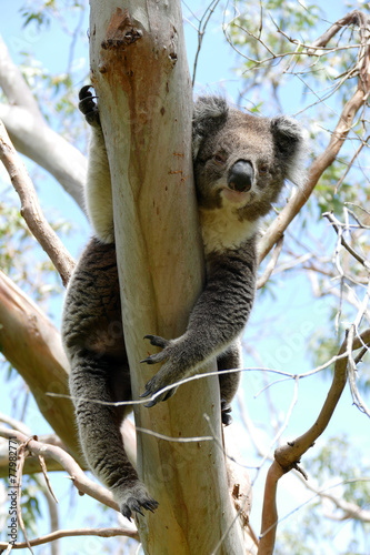 Photography Koala hanging in a Eucaliptis tree