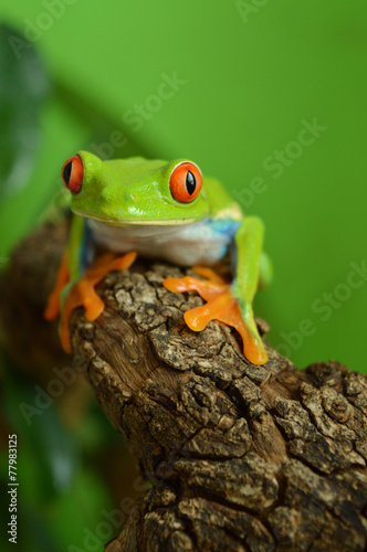 Red eyed tree frog © Natallia Vintsik