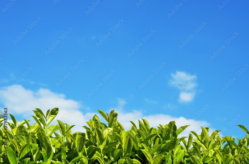 Frisches Grün im Frühling Frisches Grün im Frühling