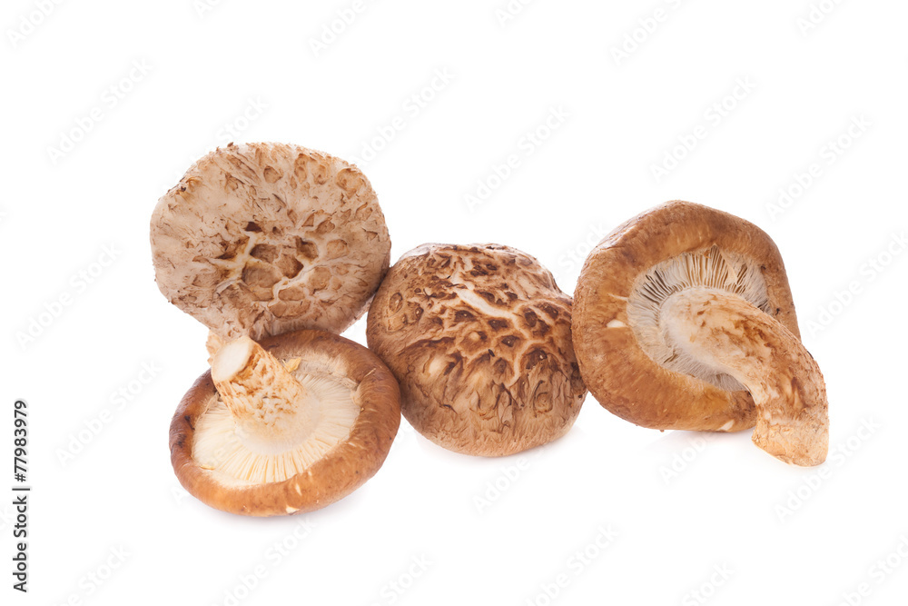 Shiitake mushroom on the White background