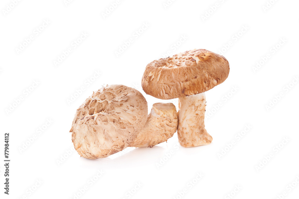 Shiitake mushroom on the White background Shiitake mushroom on the White background