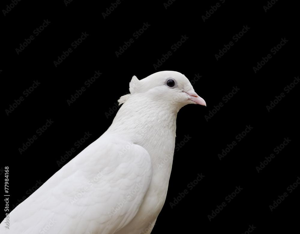 White Pigeon Closeup White Pigeon Closeup