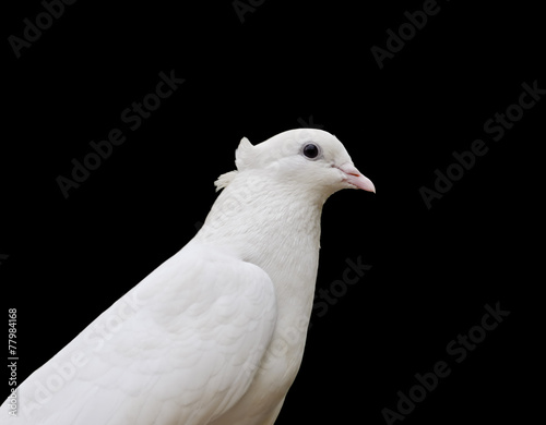 White Pigeon Closeup