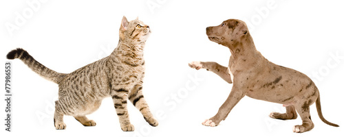 Cat Scottish Straight and puppy pit bull © sonsedskaya