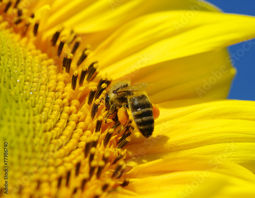 bee in the sunflower © Alekss