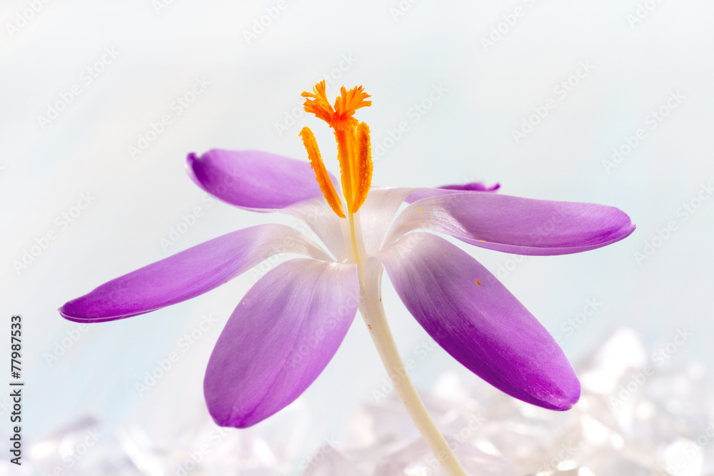 Fototapeta premium Crocus flowers in the snow