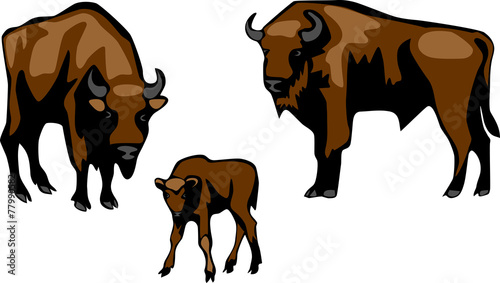 wisent