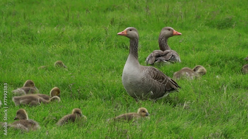 ガンの親子 ハイイロガン GreylagGoose Parent and child of the wild goose ガンの親子 ハイイロガン GreylagGoose Parent and child of the wild goose