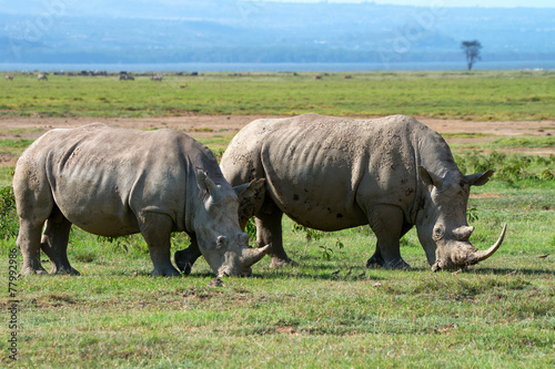 Two white rhinos