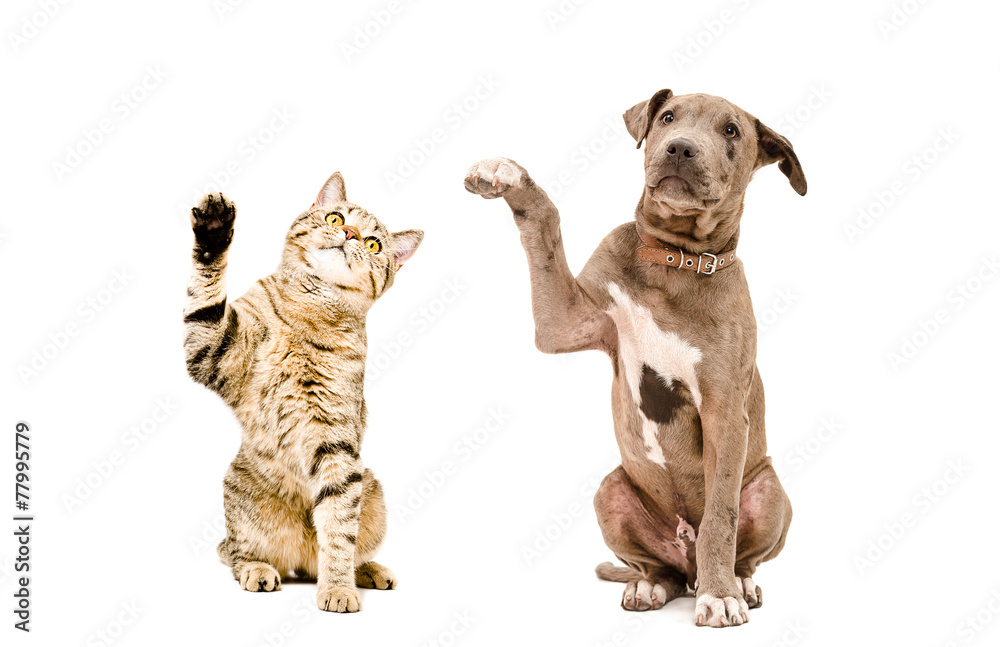 Cat and puppy sitting together with raised paws Cat and puppy sitting together with raised paws