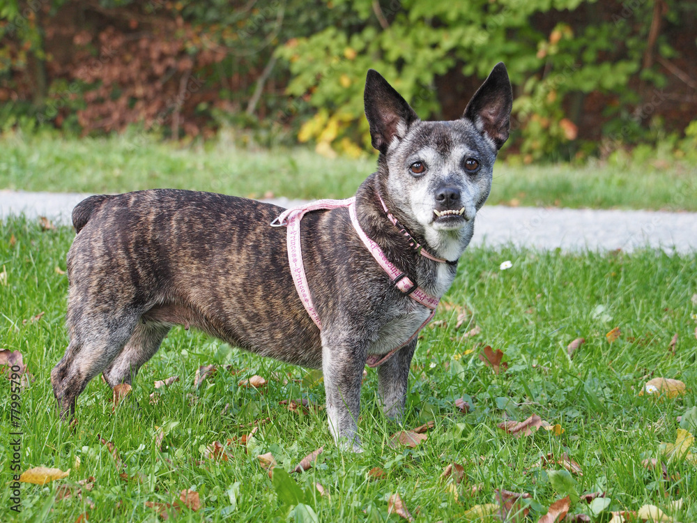 Hund mit Unterbiss Stock-Foto | Adobe Stock