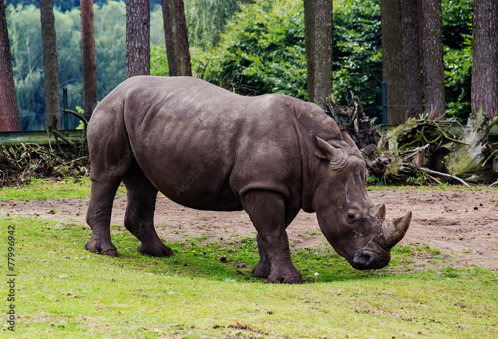 Obraz premium portrait of a white Rhino