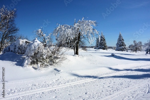 Fototapeta Naklejka Na Ścianę i Meble -  Winterwald - forest in winter 03