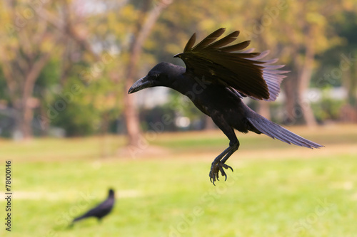 black birds crow flying  howering   on mid air prepare to landin