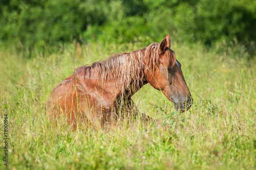Red horse sleeping on the grass in summer © Rita Kochmarjova