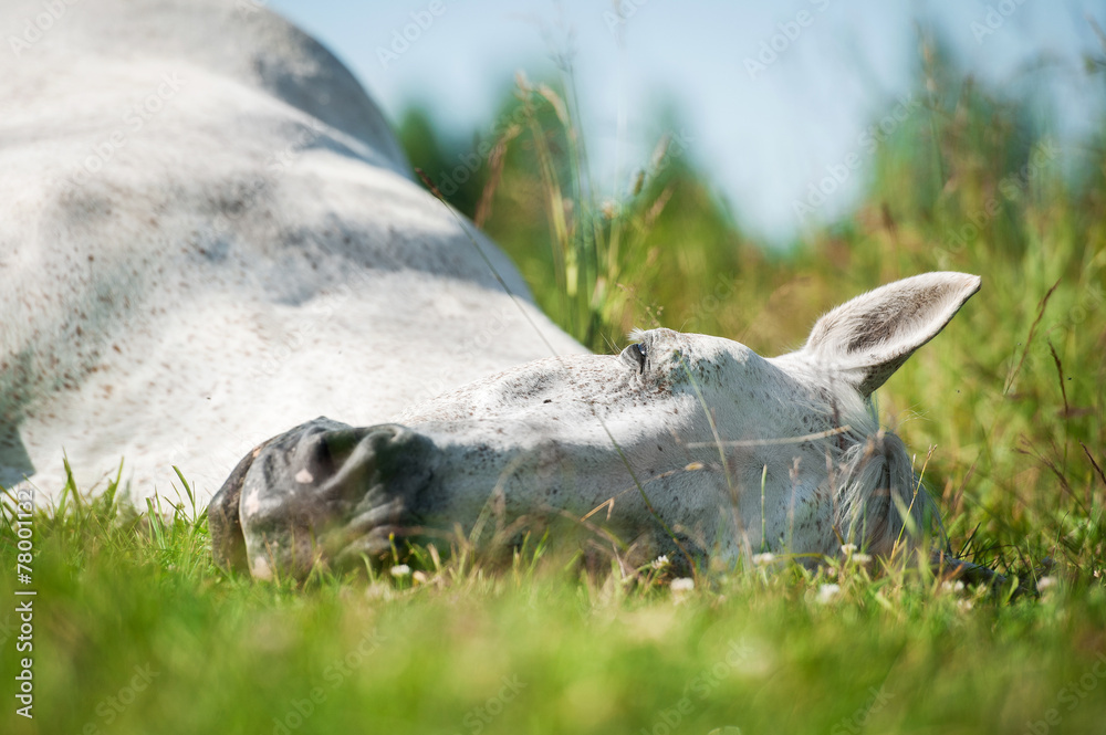 Fototapeta premium Portrait of white horse sleeping on the grass in summer