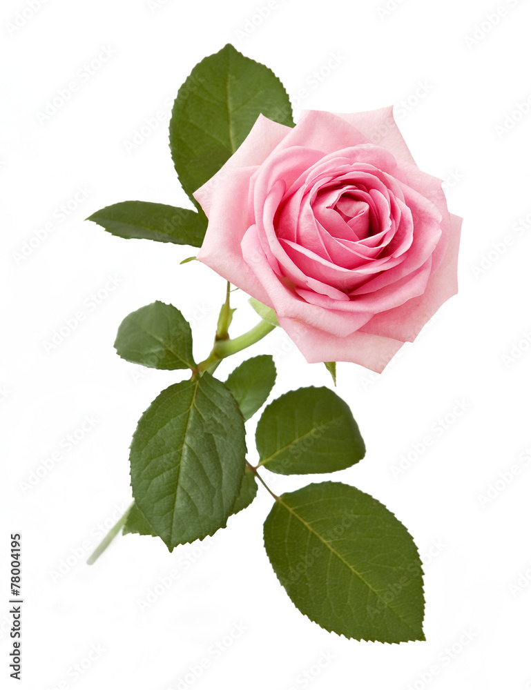 Fototapeta premium Pink rose closeup isolated on white background