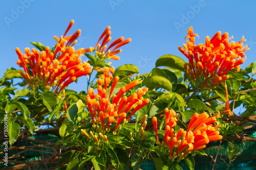 Pyrostegia venusta or Orange trumpet flowers photo