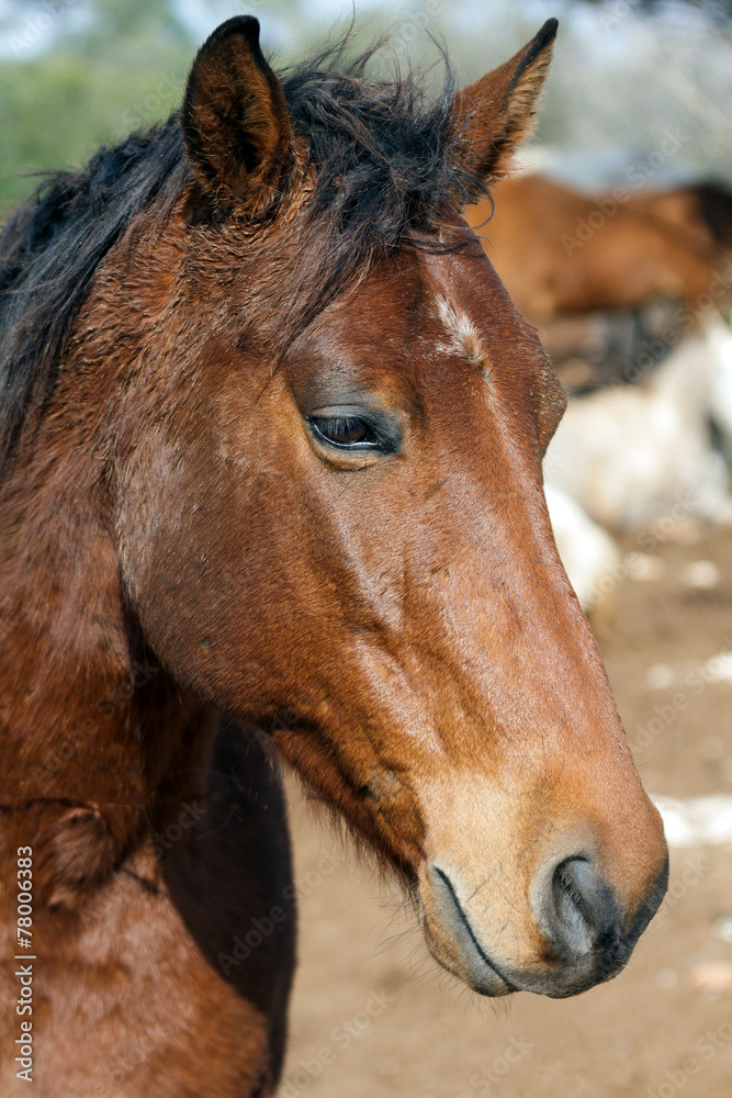 Fototapeta premium horse portrait