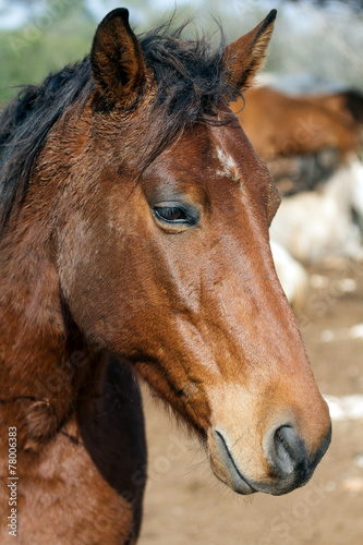Fototapeta Naklejka Na Ścianę i Meble -  horse portrait