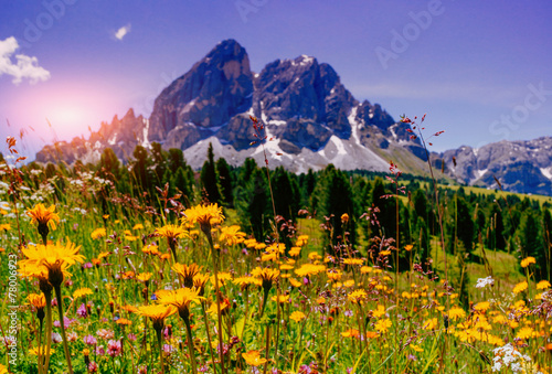 flower meadow in the Alps