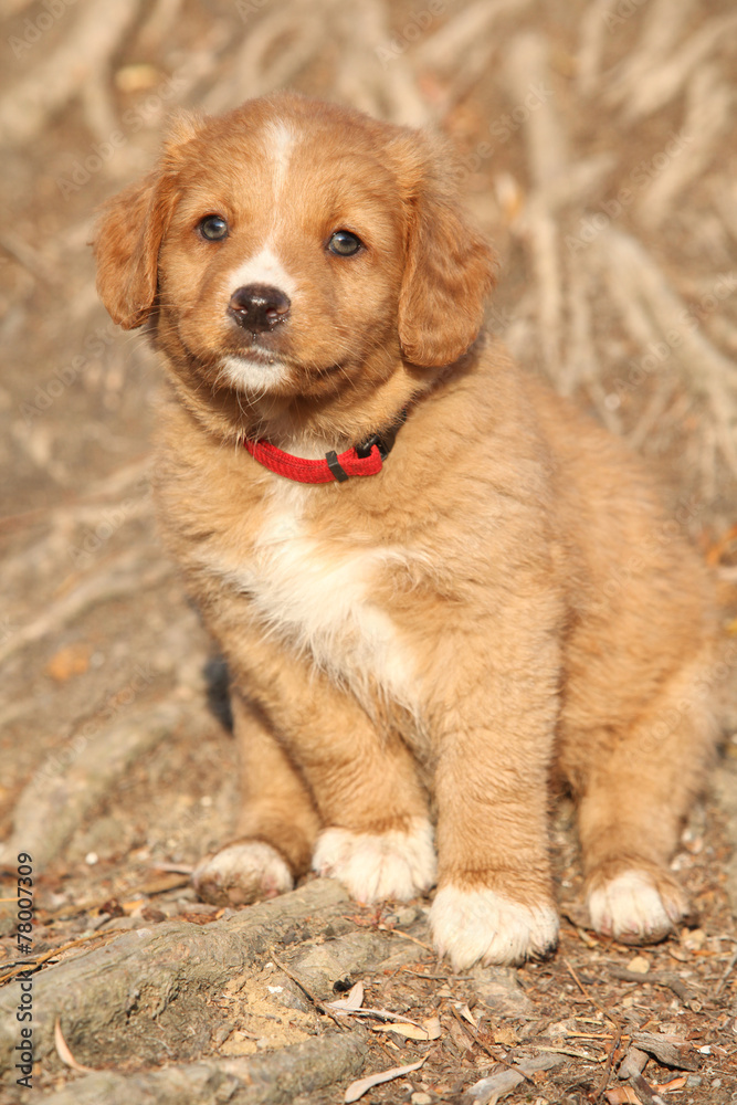 Gorgeous puppy of nova scotia sitting on roots Gorgeous puppy of nova scotia sitting on roots